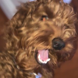 Meet your Posher, Analiese